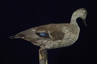 Spot-billed Duck Collection Image, Figure 1, Total 13 Figures